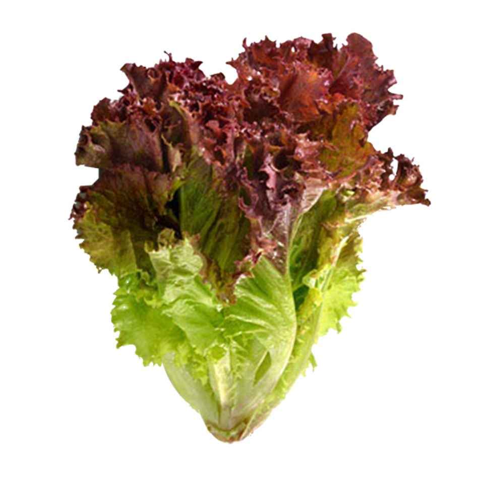 Easy To Grow Your Own Red Lettuce Lollo Rossa Seeds Fresh Vegetables Fruit Herbs