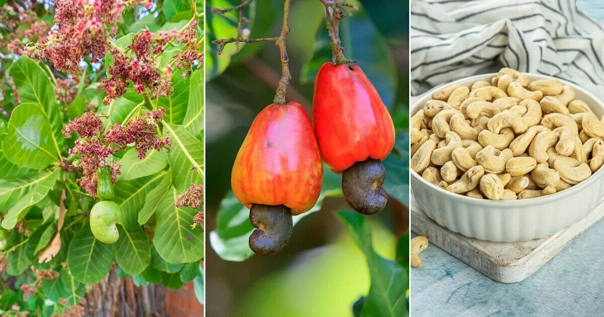 Rare Grow CASHEW NUT Seeds Edible tropical Apple fruit tree Anacardium Plant UK