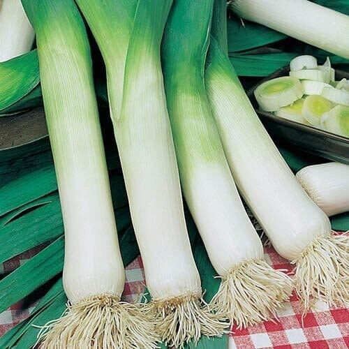 Easy To Grow Your Own Giant Leek Musselburgh Seeds Fresh Vegetables Fruit Herbs