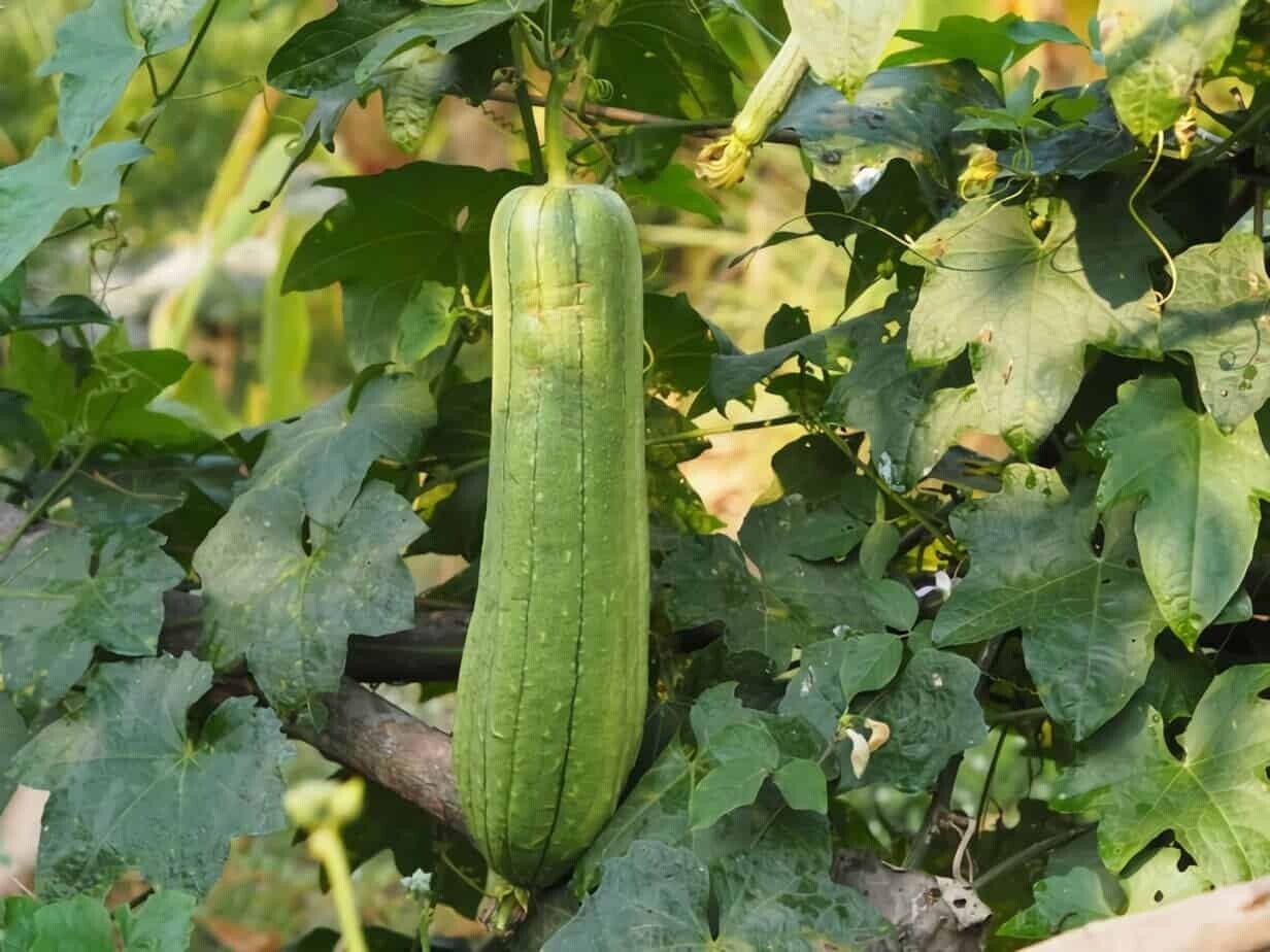 Easy To Grow Your Own natural LUFFA sponge Seeds LOOFAH Fresh Vegetables Fruit