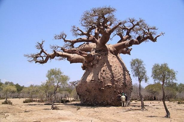 EXOTIC TREE OF LIFE SEEDS African Baobab Adansonia RARE TROPICAL PLANT BONSAI