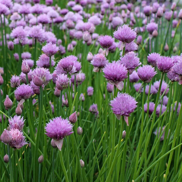 Easy To Grow Your Own Chive Herb Garden Seeds Fresh Vegetables Fruit Herbs