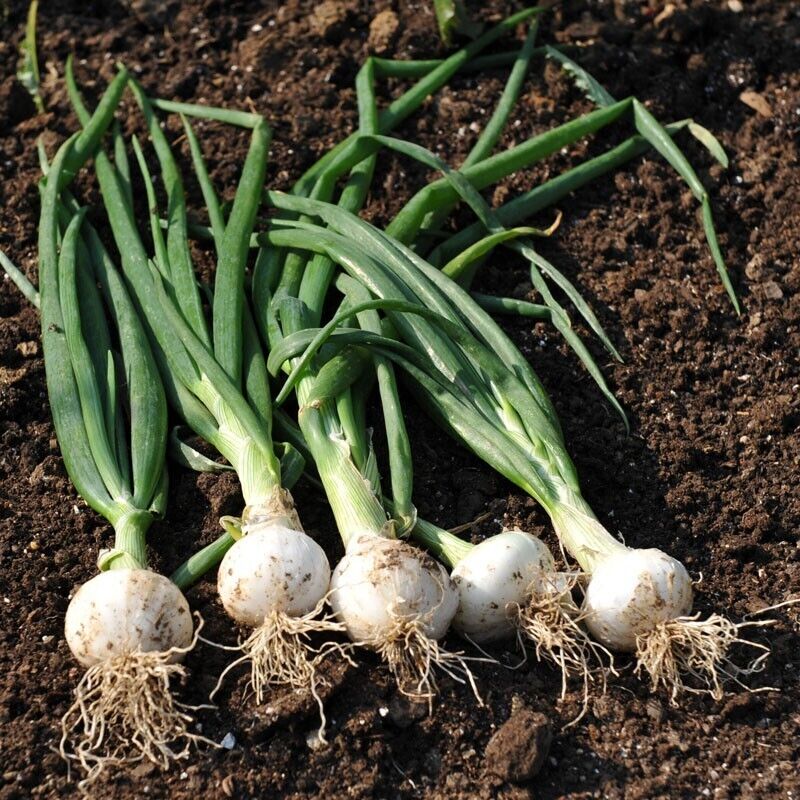 Easy To Grow Your Own Onion Paris Silver skin Seeds Fresh Vegetables Herbs
