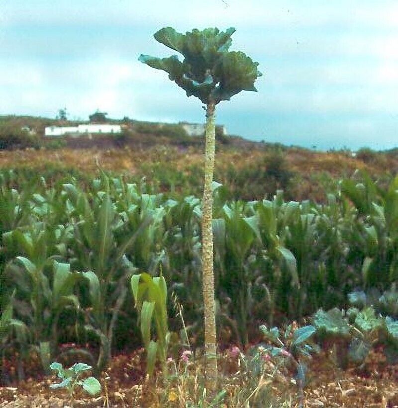 GROW OWN WALKING STICK KALE JERSEY SEEDS CABBAGE GIANT Portuguese tree EDIBLE