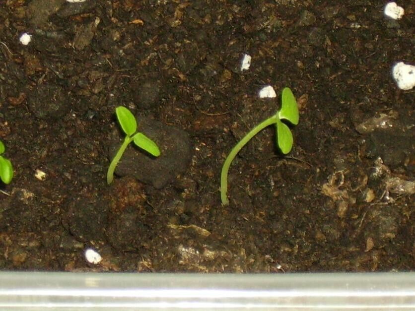 GROW YOUR OWN KIWI FRUIT TREE VINE PLANT FRESH SEEDS Hayward Actinidia Deliciosa