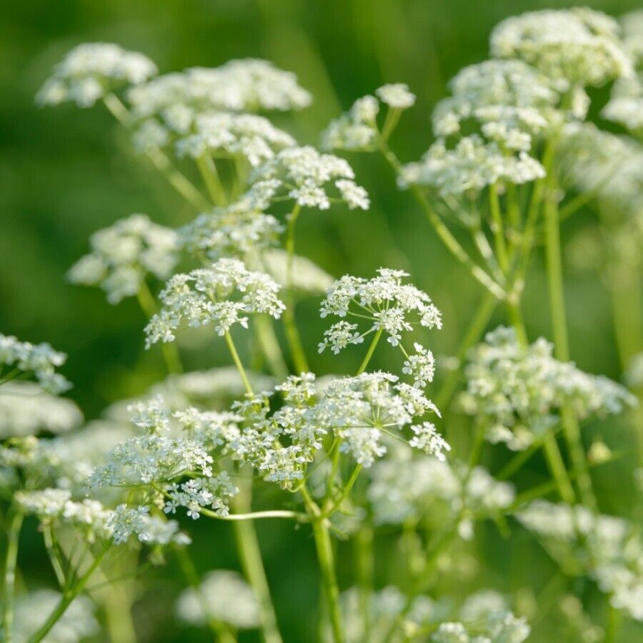 Vegetable Seeds Fresh Herbs Mixed Plants Easy Grow your Own Indoor Outdoor Fruit