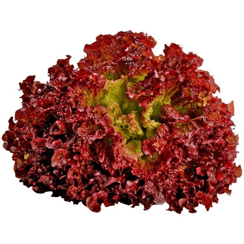 Easy To Grow Your Own Red Lettuce Lollo Rossa Seeds Fresh Vegetables Fruit Herbs