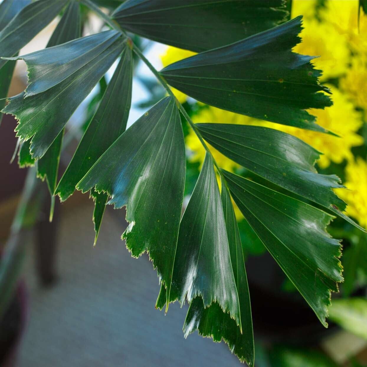 RARE GAINT Fishtail Palm Tree Seeds fish tail Caryota Urens Indoor Garden Plant