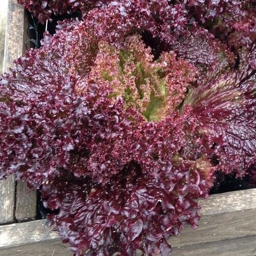 Vegetable Seeds Fresh Herbs Mixed Plants Easy Grow your Own Indoor Outdoor Fruit