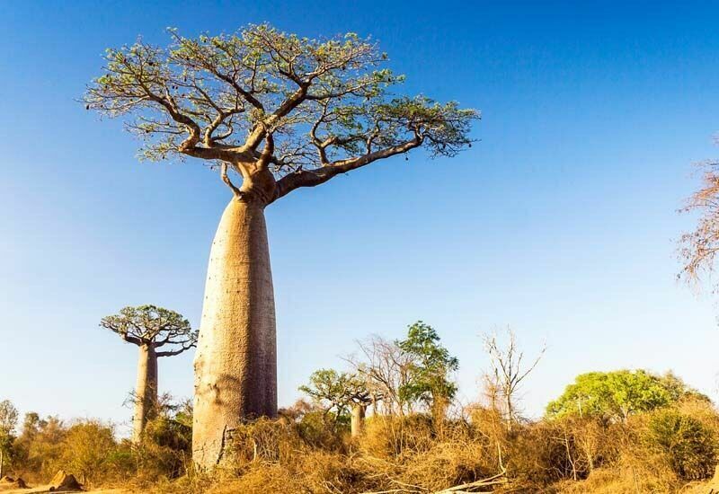 EXOTIC TREE OF LIFE SEEDS African Baobab Adansonia RARE TROPICAL PLANT BONSAI
