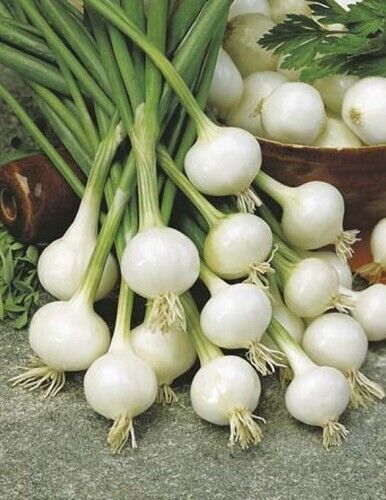 Easy To Grow Your Own Onion Paris Silver skin Seeds Fresh Vegetables Herbs