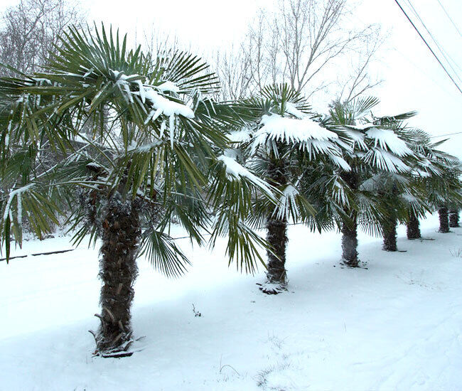 TRACHYCARPUS FORTUNEI Palm Tree Seeds UK HARDY Grown in UK Windmill Palm Tree