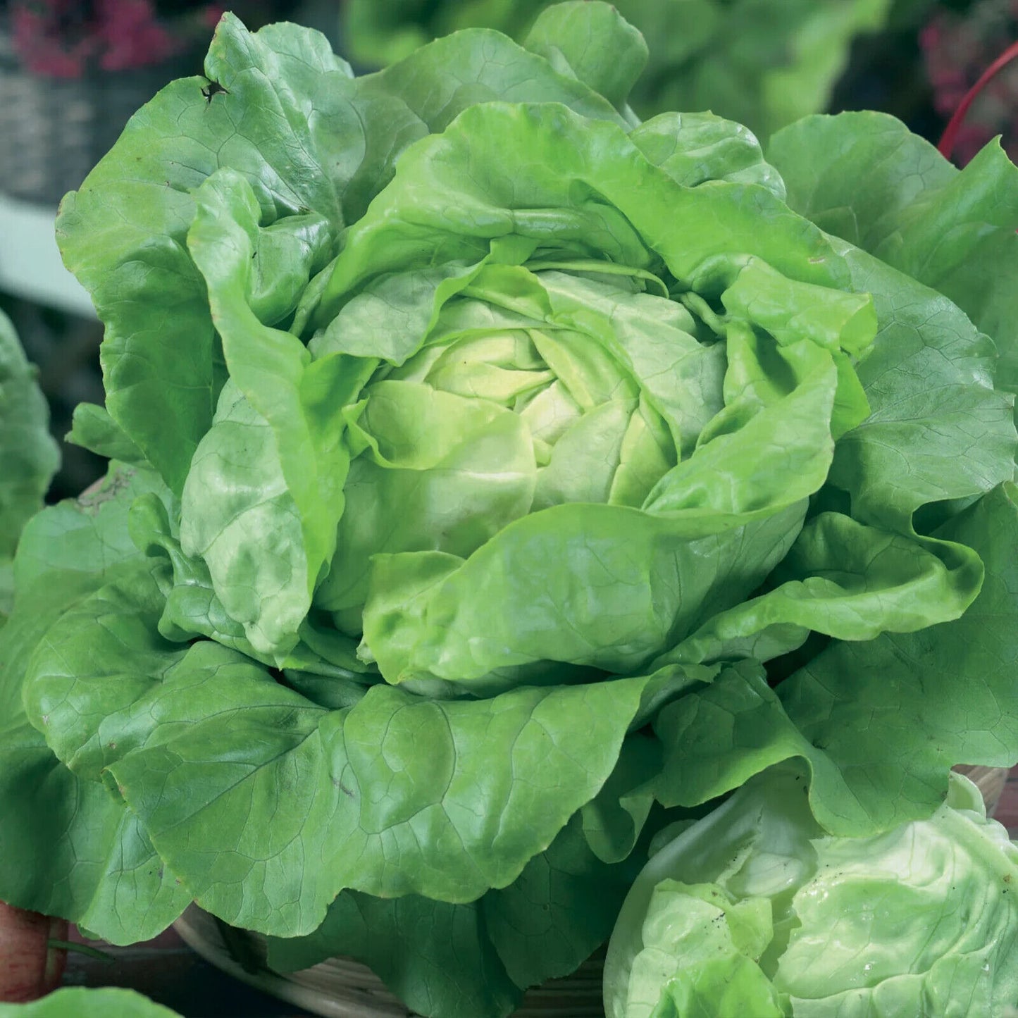 Easy To Grow Your Own Lettuce All Year Round Seeds Fresh Vegetables Herbs Fruit