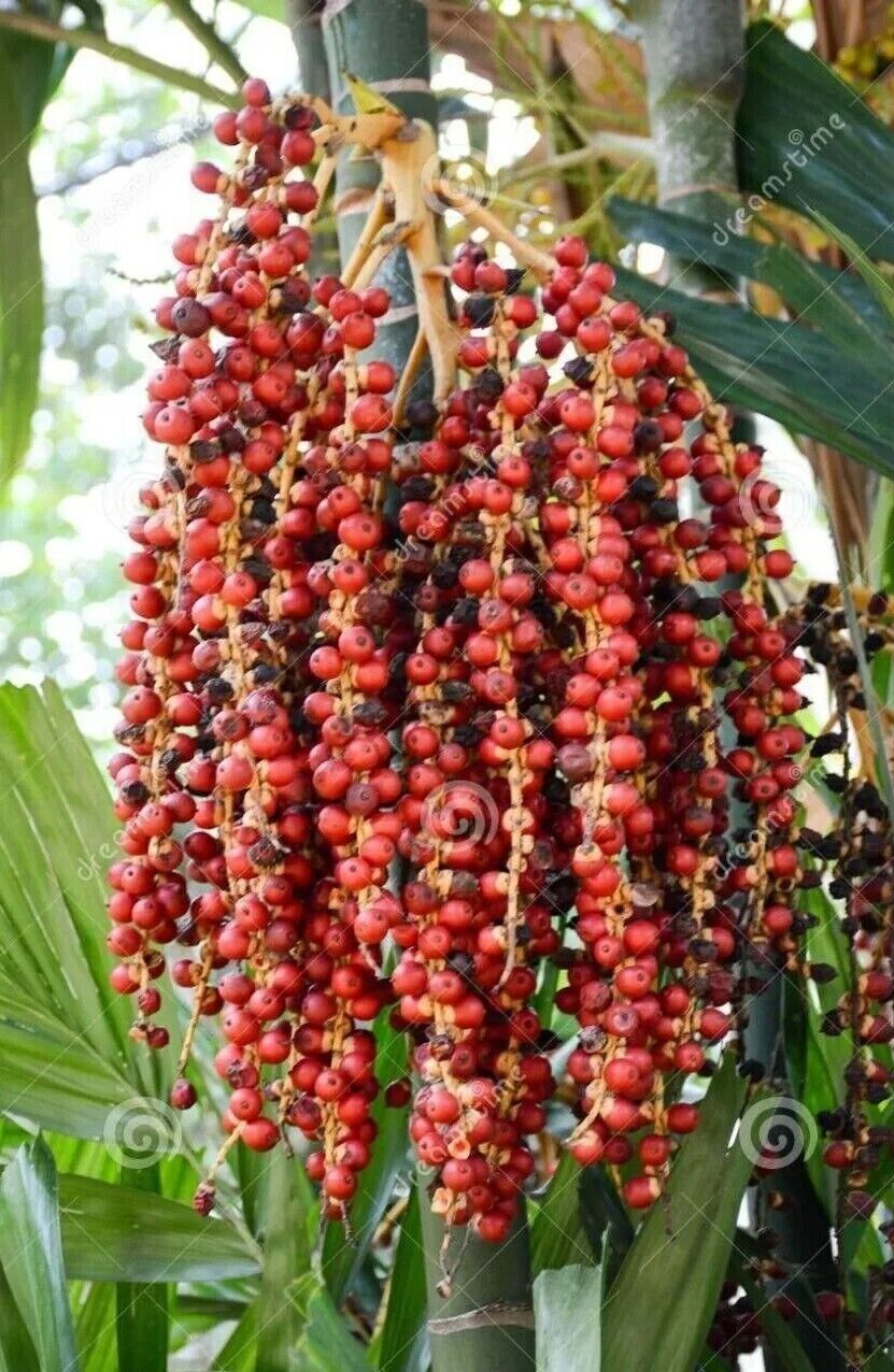 Red Lipstick Palm Tree RARE Seeds Sealing Wax Cyrtostachys renda lakka Plant