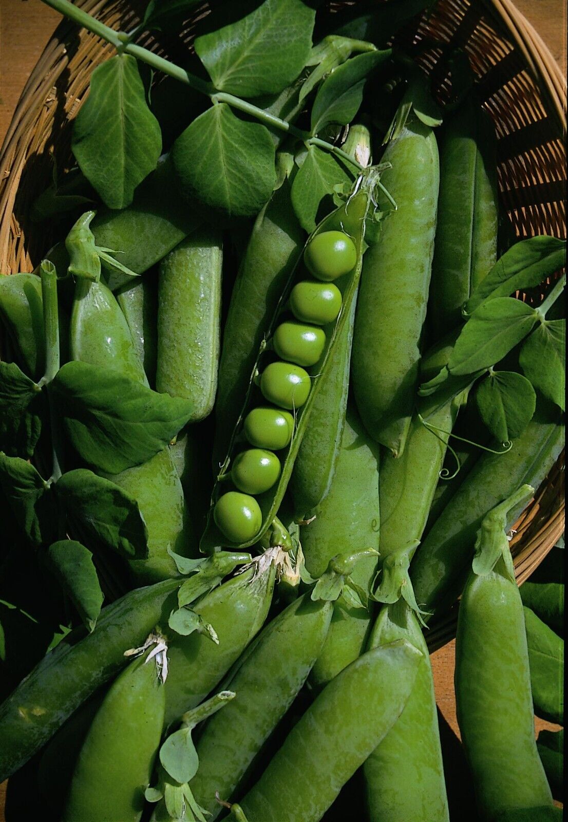 Easy Grow Your Own Pea Onward Peas Pod Seeds Fresh Vegetables Vine Herbs Plant