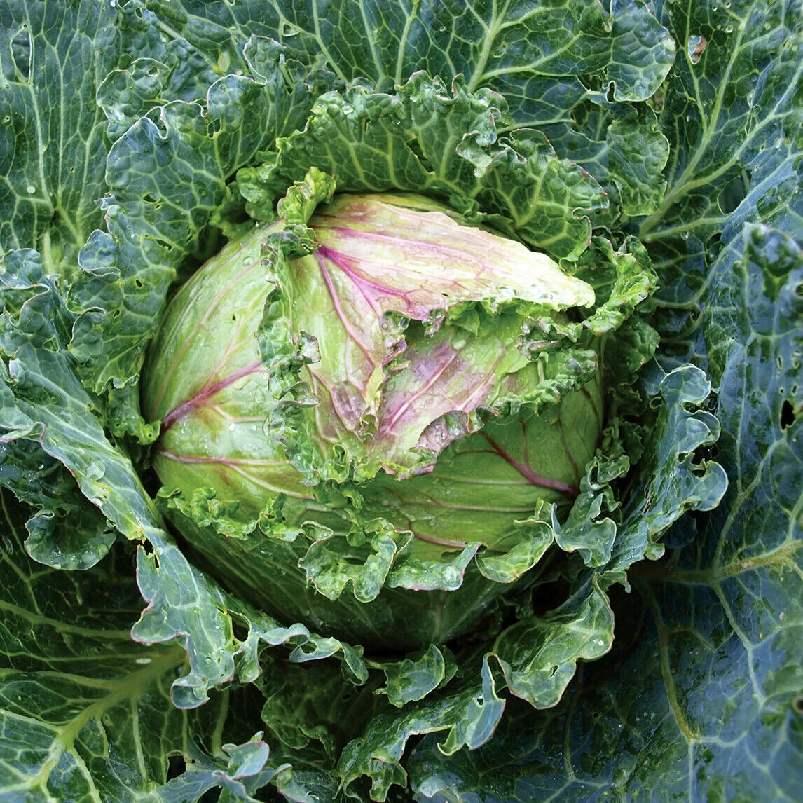 Easy To Grow Your Own King Cabbage Seeds Fresh Vegetables Fruit Herbs Plants