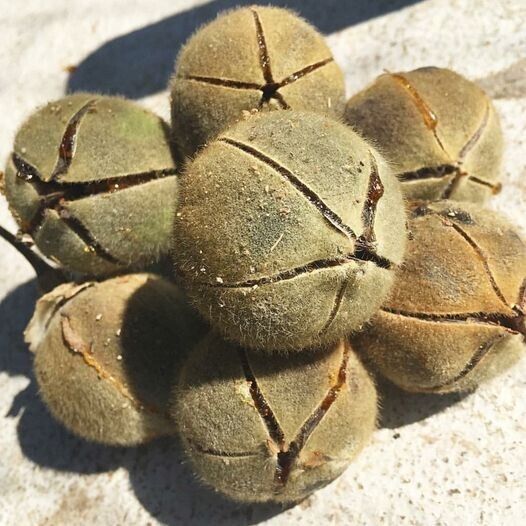 AFRICAN GUM SNOT APPLE SEEDS GORON TULA FRUIT TREE Azanza Thespesia garckeana