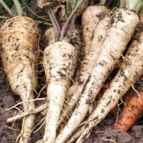 Easy To Grow Your Own Tender Parsnip True Seeds Fresh Vegetables Fruit Herbs