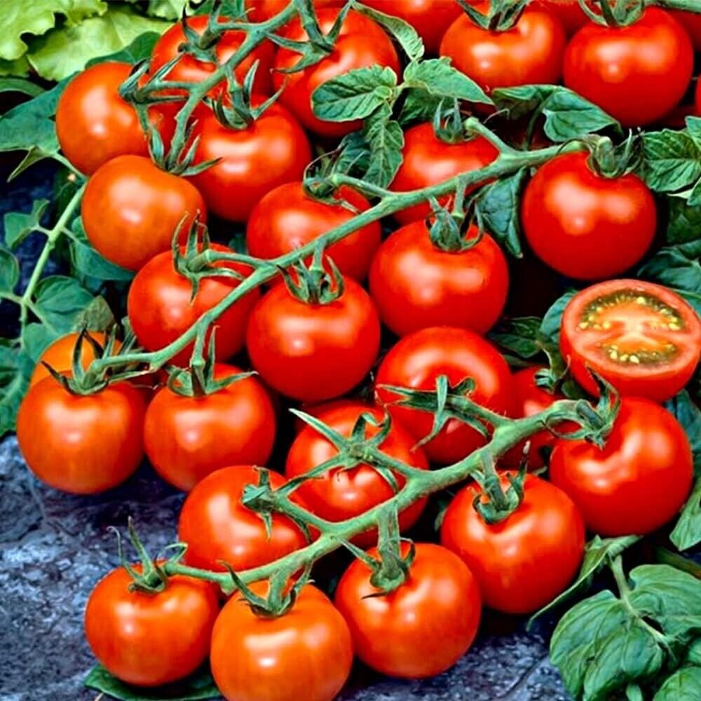 Easy Grow Your Own SWEET CHERRY TOMATO Seeds Cerise Fruit Plant Tree Vegetables