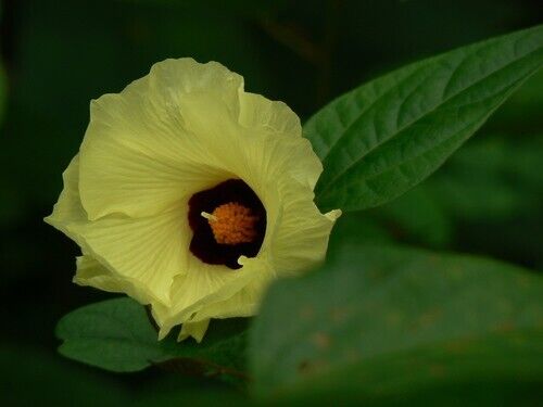 AFRICAN GUM SNOT APPLE SEEDS GORON TULA FRUIT TREE Azanza Thespesia garckeana