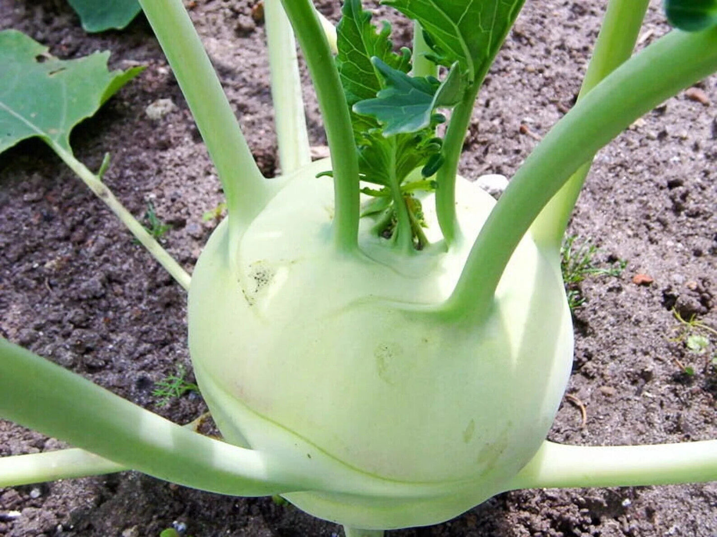 Easy To Grow Your Own Kohl Rabi Delicacy White Seeds Fresh Cabbage Vegetables
