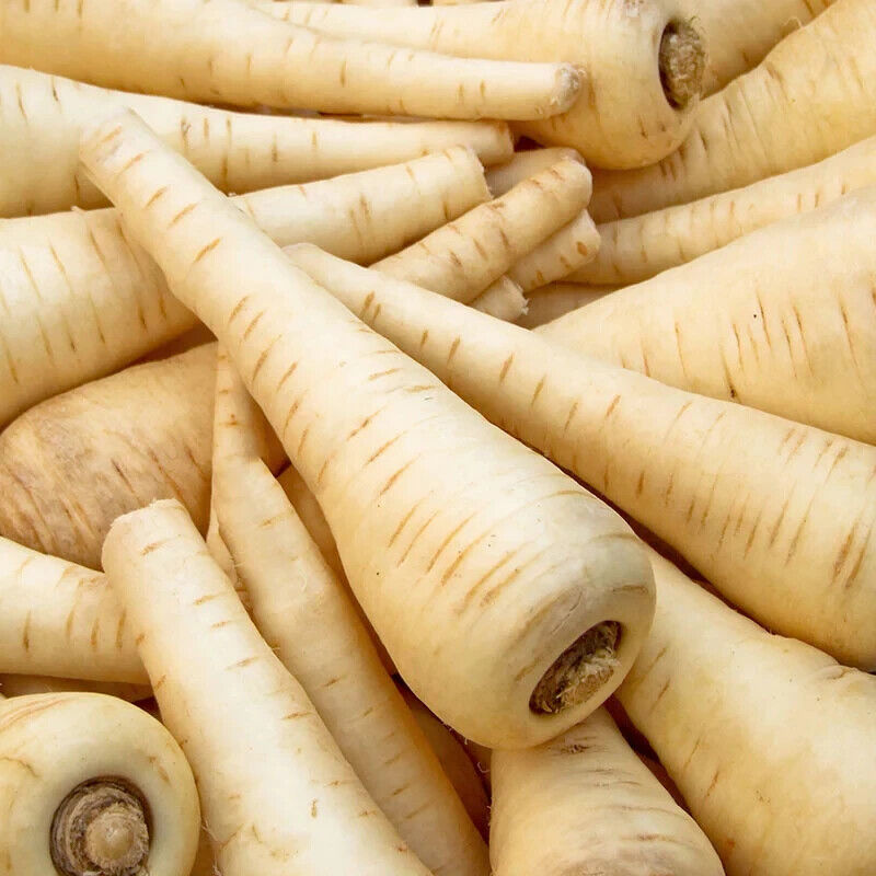 Easy To Grow Your Own GIANT Parsnip Gladiator Seeds Fresh Vegetables Herbs