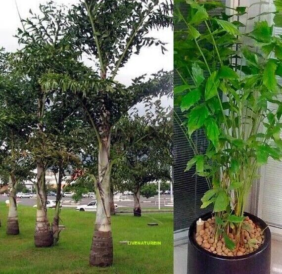 RARE GAINT Fishtail Palm Tree Seeds fish tail Caryota Urens Indoor Garden Plant