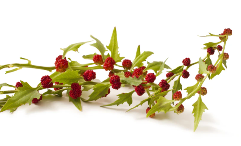 STRAWBERRY SEEDS Sticks Spinach Goosefoot CHENOPODIUM CAPITATUM Fruit Herb Berry