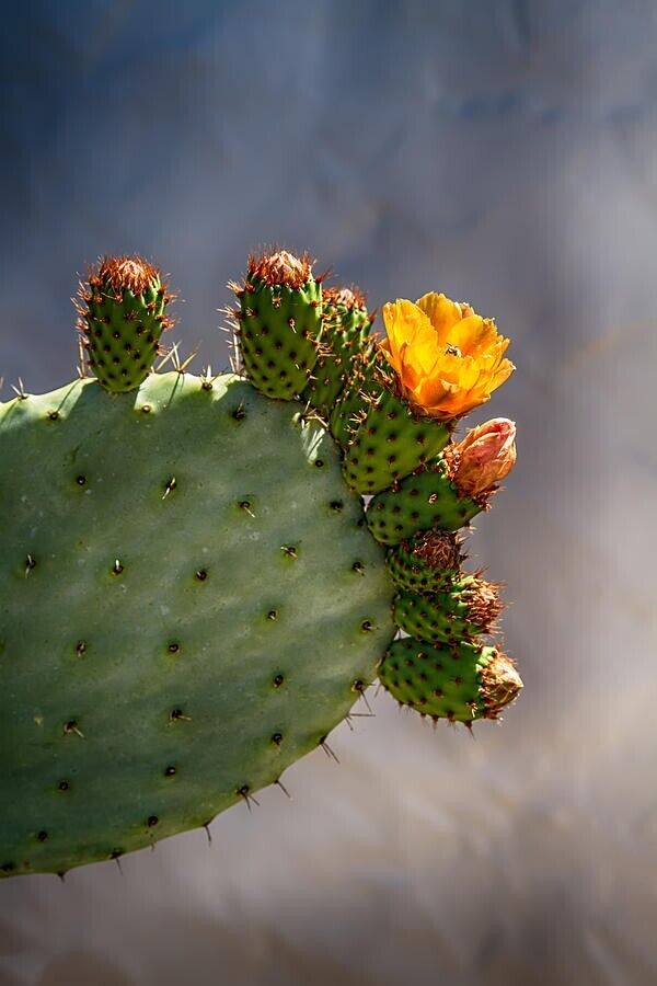 GROW YOUR OWN FRUIT Prickly Pear Cactus RARE SEEDS FIGS Cacti Edible opuntia