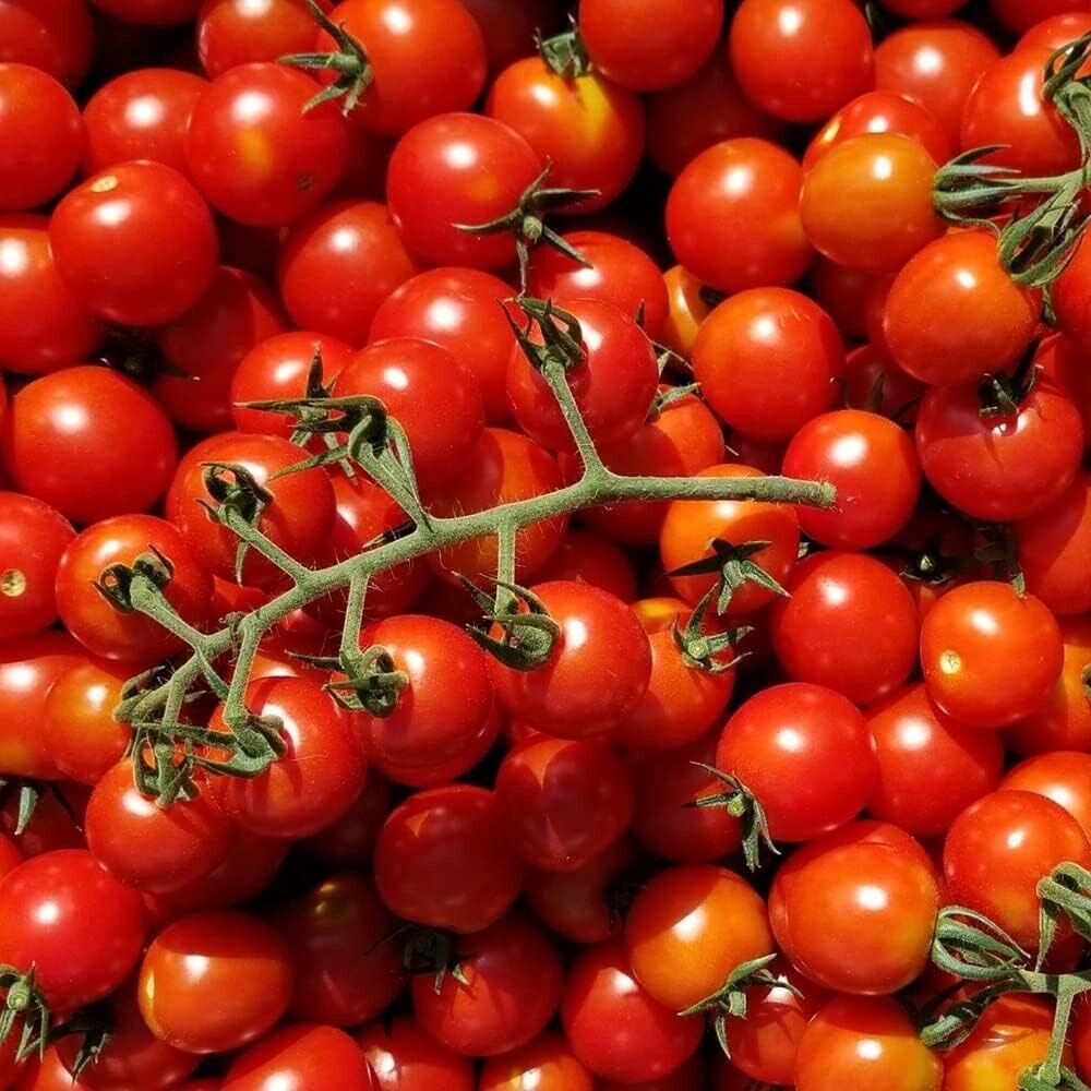Easy Grow Your Own SWEET CHERRY TOMATO Seeds Cerise Fruit Plant Tree Vegetables