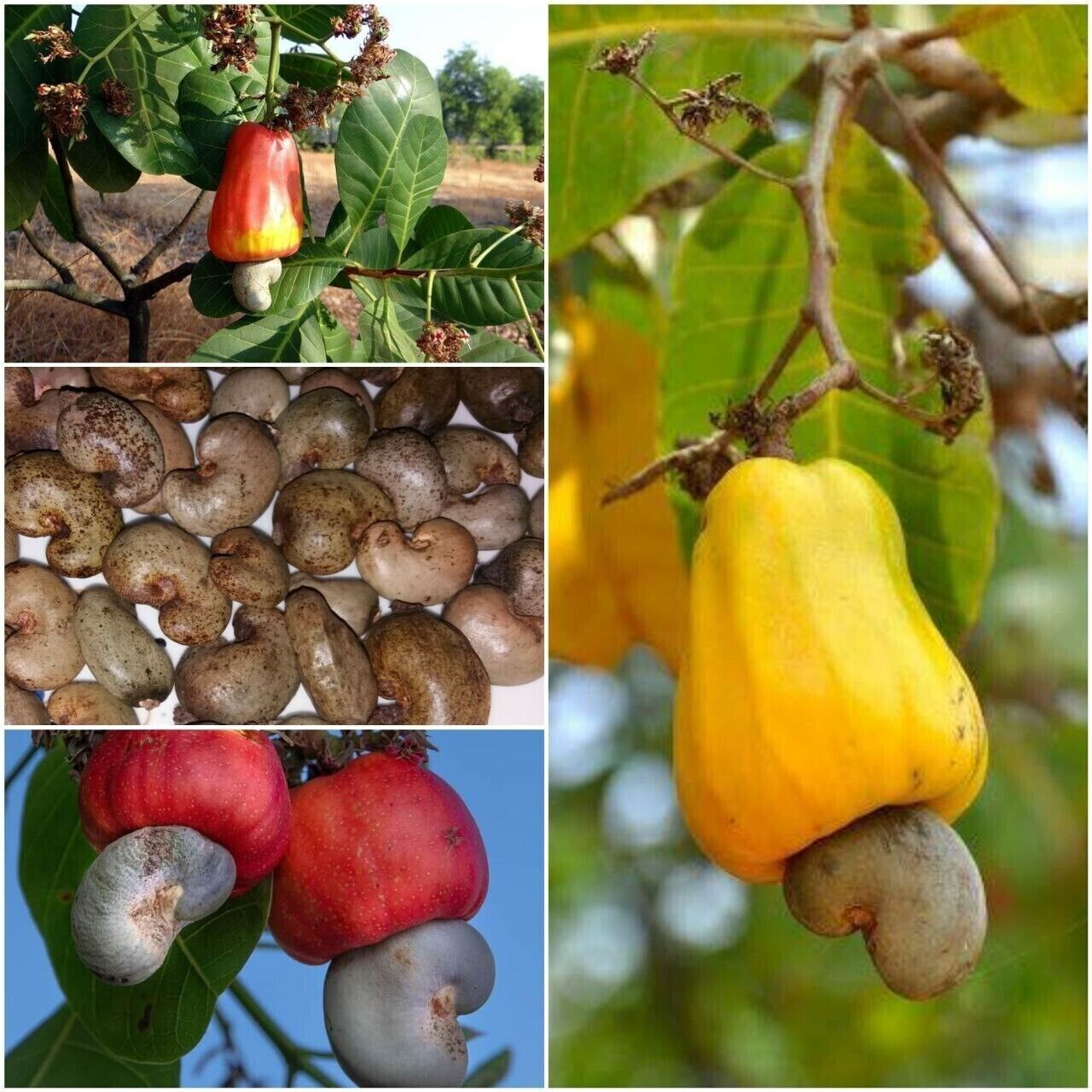 Rare Grow CASHEW NUT Seeds Edible tropical Apple fruit tree Anacardium Plant UK