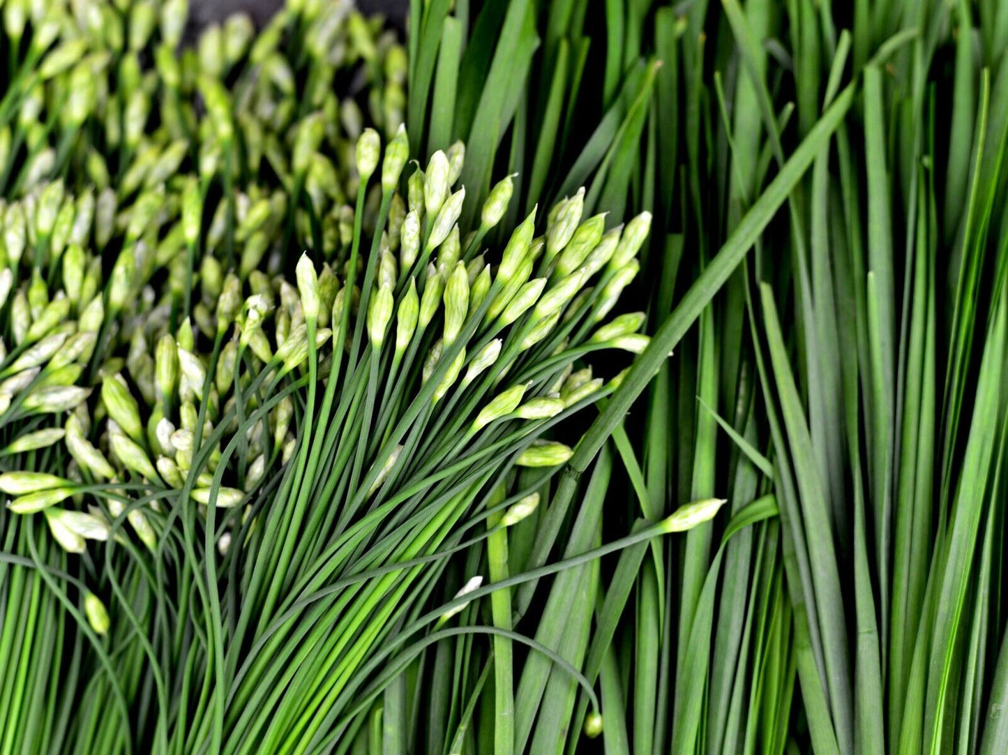 Easy To Grow Your Own Garlic Chive Herb Seeds Fresh Vegetables Fruit Herbs