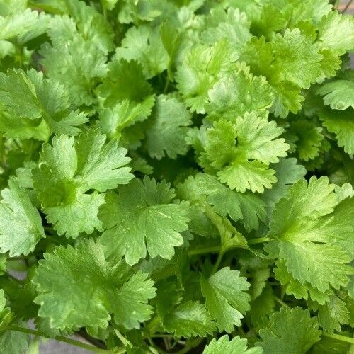 Vegetable Seeds Fresh Herbs Mixed Plants Easy Grow your Own Indoor Outdoor Fruit