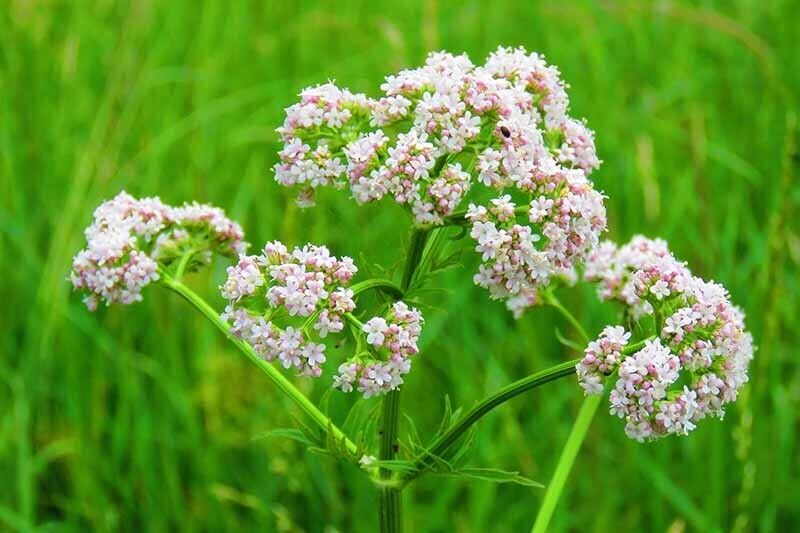 Easy To Grow Your Own Herb Anise Seeds liquorice Fresh Vegetables Fruit Herbs