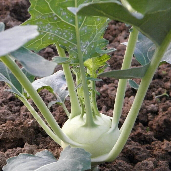 Easy To Grow Your Own Kohl Rabi Delicacy White Seeds Fresh Cabbage Vegetables