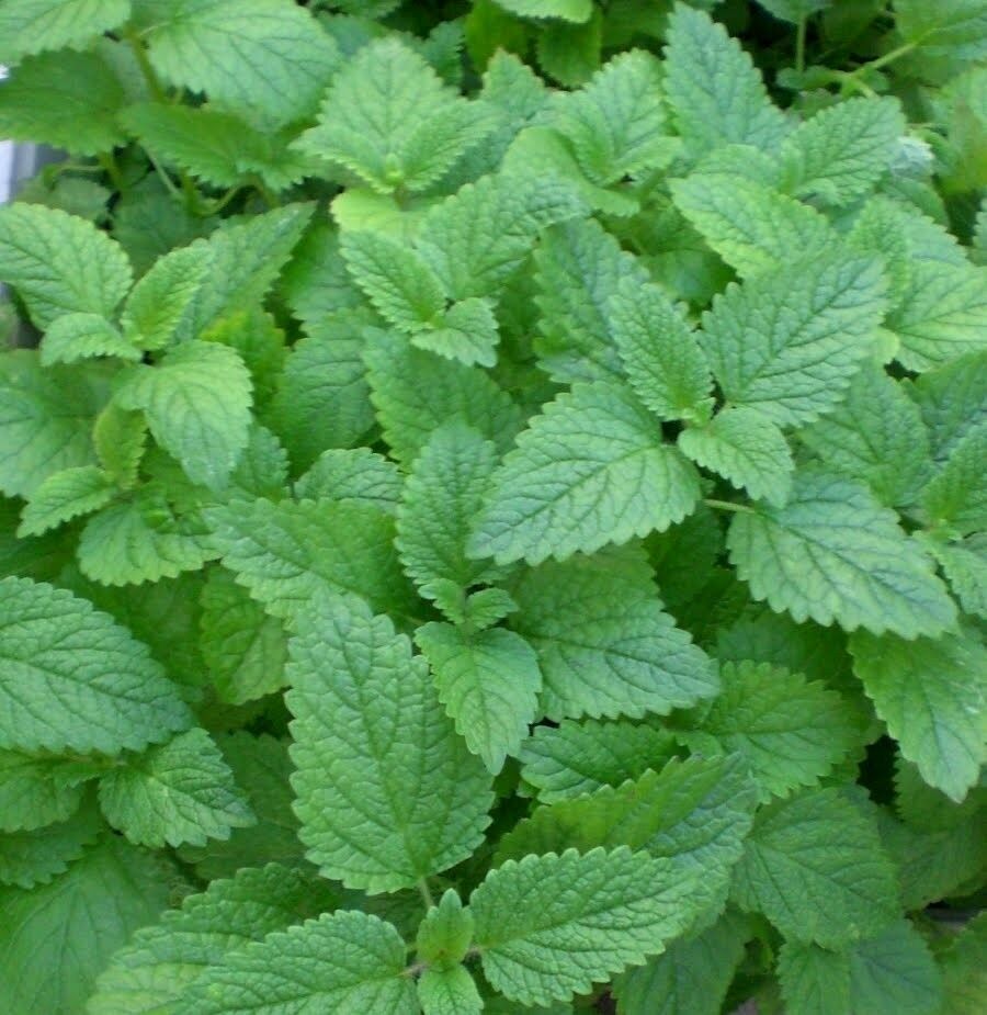 MINT SEEDS RARE pick mix PINEAPPLE ORANGE CHOCOLATE APPLE LEMON Herbs plant