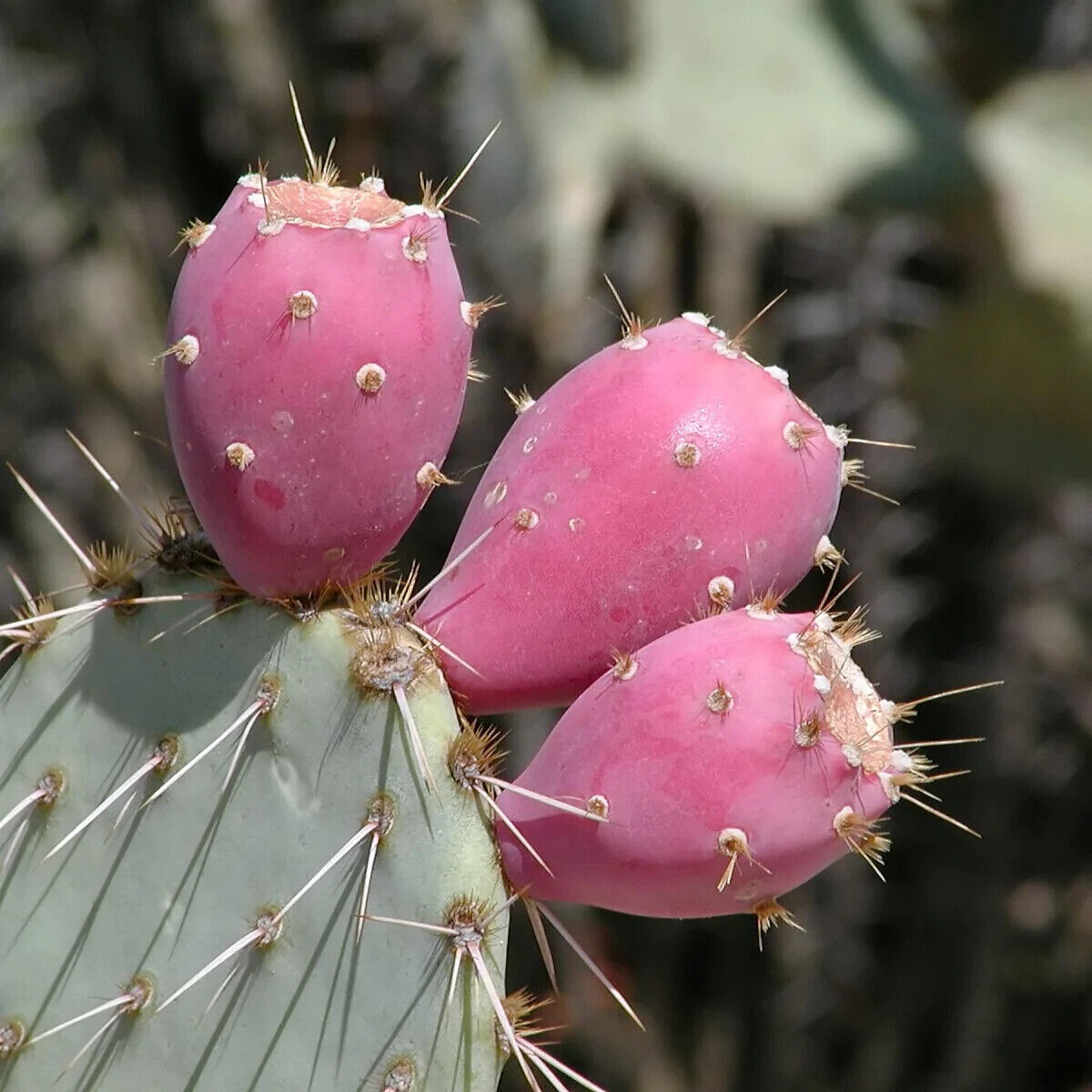 GROW YOUR OWN FRUIT Prickly Pear Cactus RARE SEEDS FIGS Cacti Edible opuntia