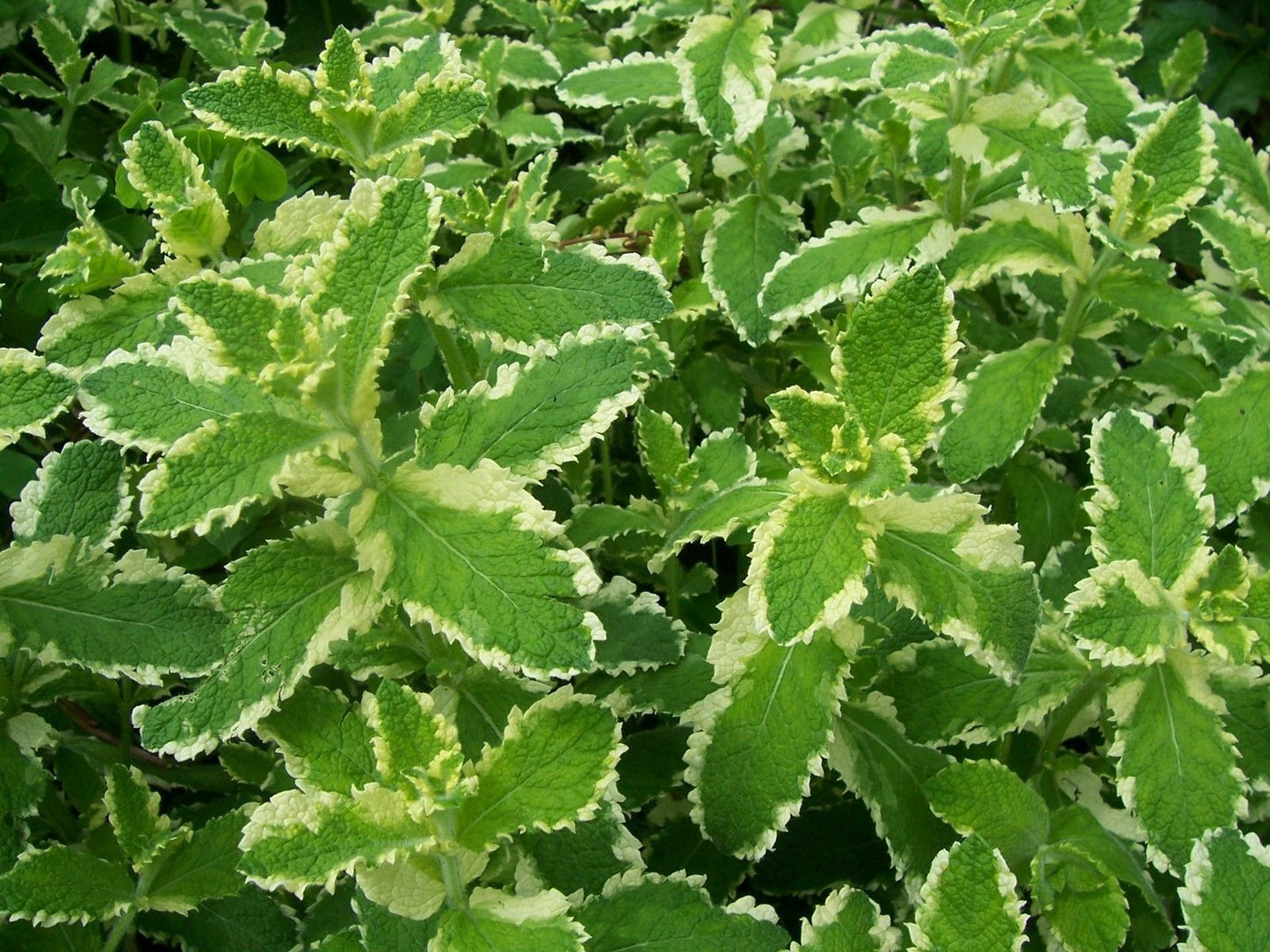 LEMON BALM MINT 25x SEEDS RARE Fresh Herb Grow Your Own Herbal Fruit Tea Plant