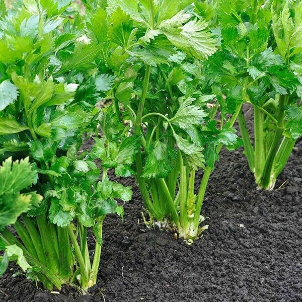 Easy To Grow Your Own Celery Celebrity Seeds Fresh Vegetables Fruit Herbs