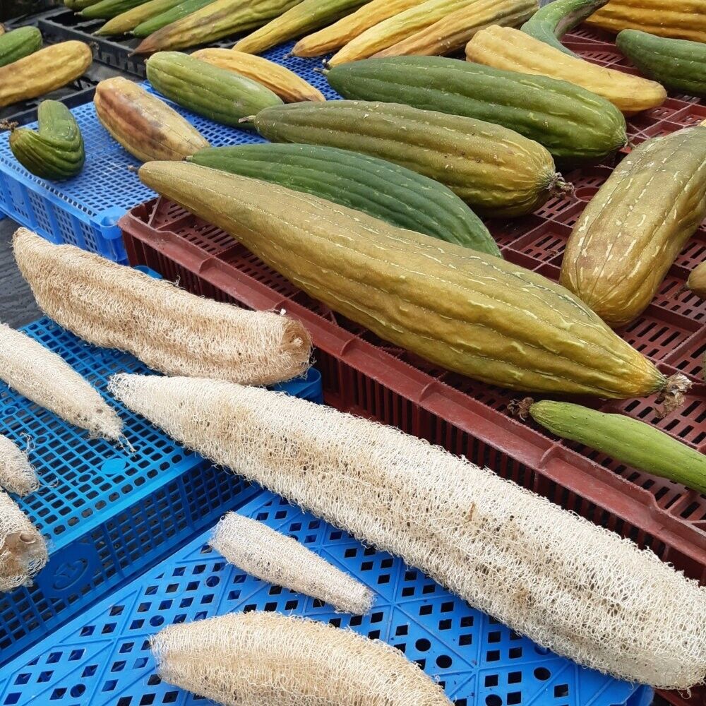 Easy To Grow Your Own natural LUFFA sponge Seeds LOOFAH Fresh Vegetables Fruit
