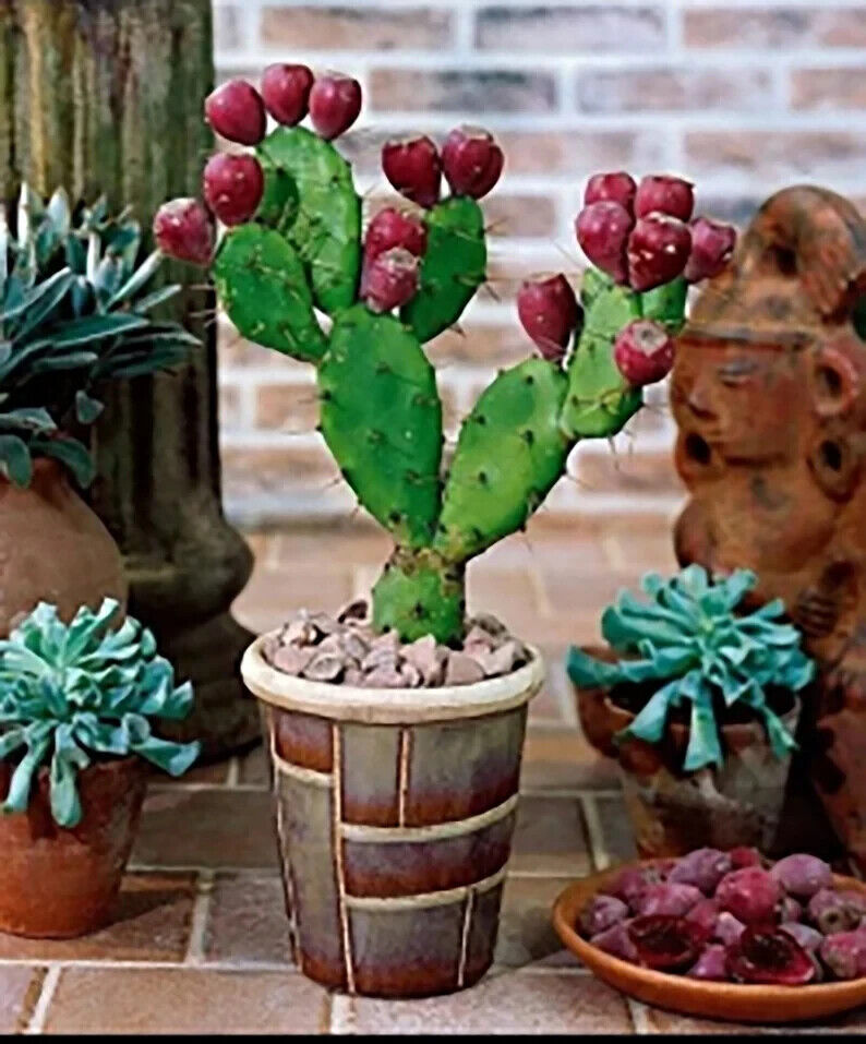 GROW YOUR OWN FRUIT Prickly Pear Cactus RARE SEEDS FIGS Cacti Edible opuntia