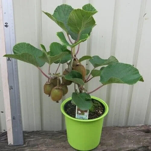 GROW YOUR OWN KIWI FRUIT TREE VINE PLANT FRESH SEEDS Hayward Actinidia Deliciosa