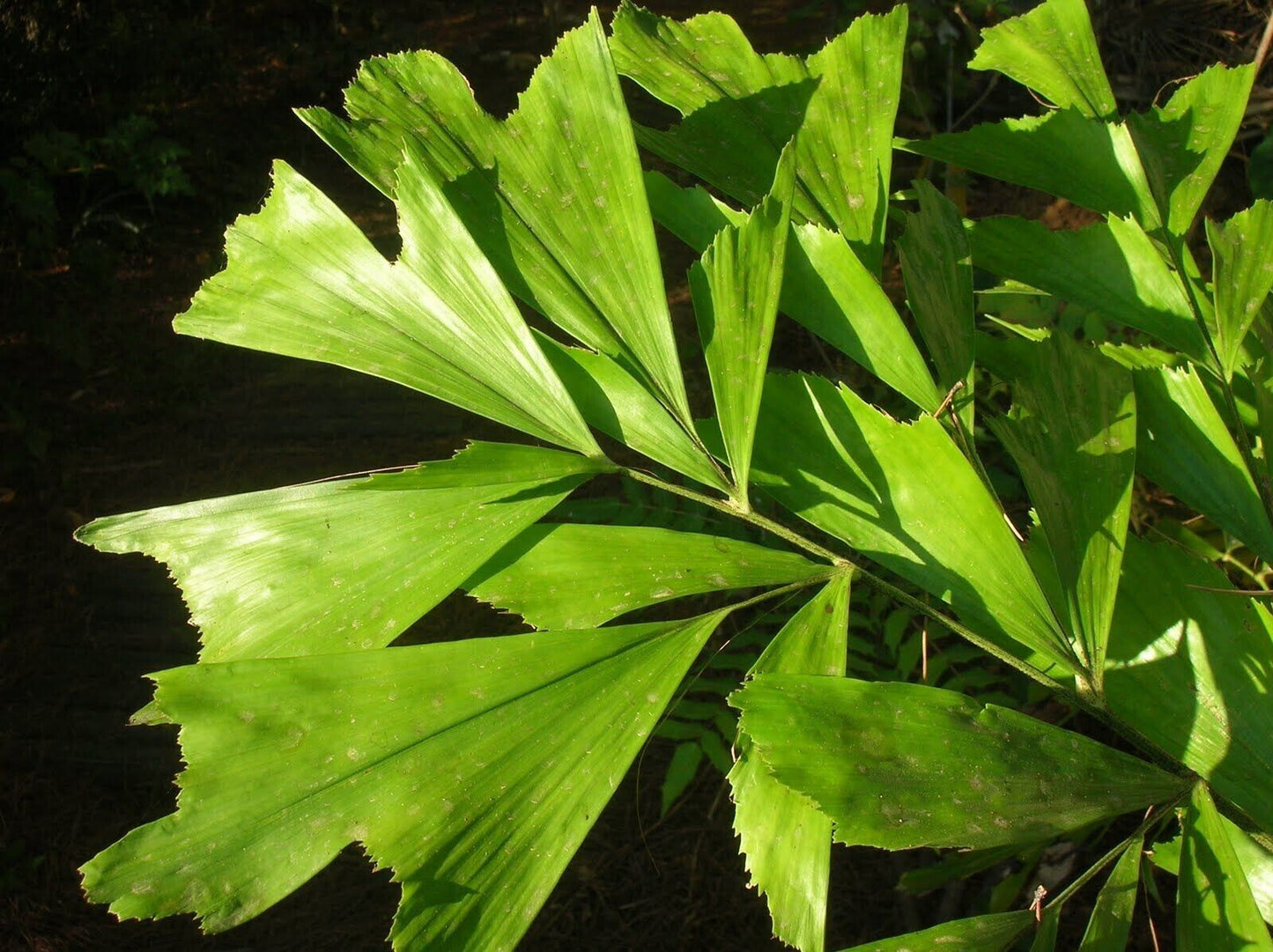 RARE GAINT Fishtail Palm Tree Seeds fish tail Caryota Urens Indoor Garden Plant