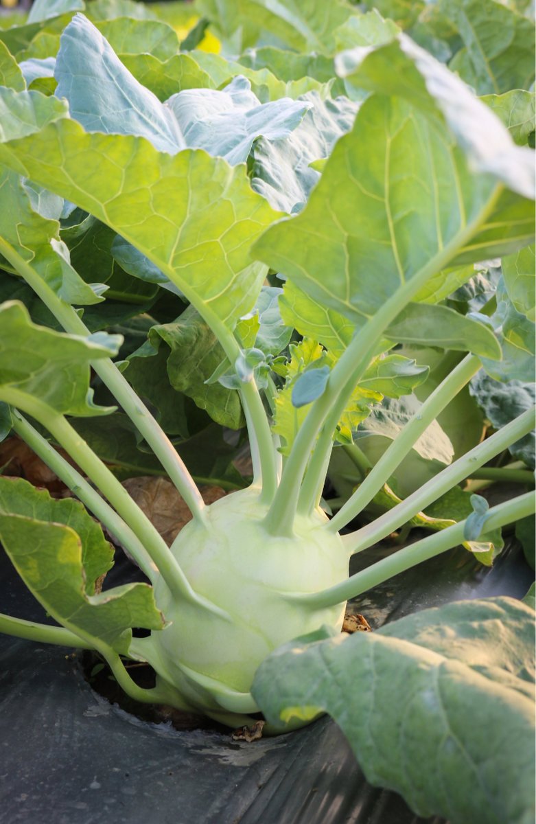 Easy To Grow Your Own Kohl Rabi Delicacy White Seeds Fresh Cabbage Vegetables