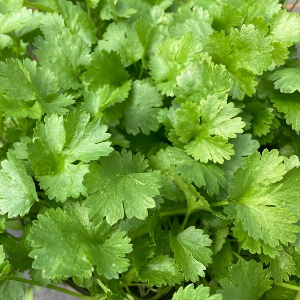 Easy To Grow Your Own Herbs Coriander Cruiser Seeds Fresh Vegetables Fruit Plant