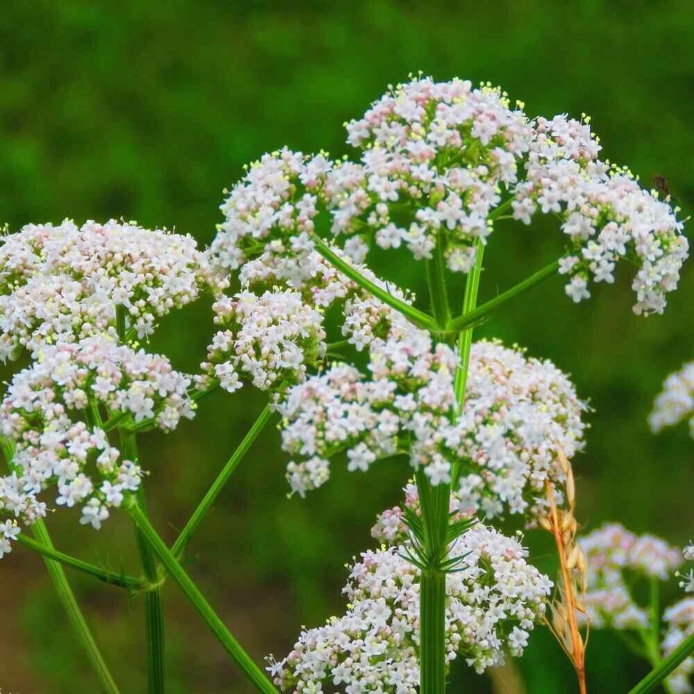 Easy To Grow Your Own Herb Anise Seeds liquorice Fresh Vegetables Fruit Herbs