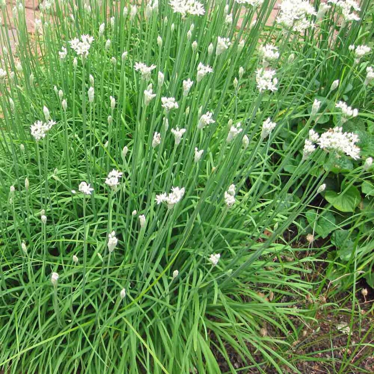 Easy To Grow Your Own Garlic Chive Herb Seeds Fresh Vegetables Fruit Herbs