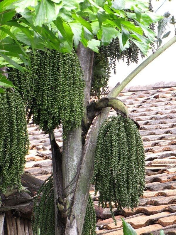 RARE GAINT Fishtail Palm Tree Seeds fish tail Caryota Urens Indoor Garden Plant