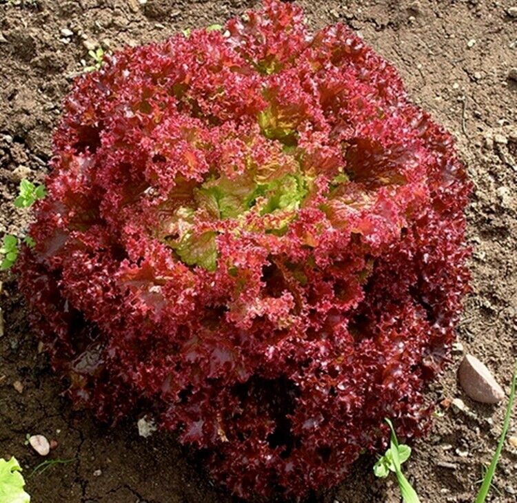 Easy To Grow Your Own Red Lettuce Lollo Rossa Seeds Fresh Vegetables Fruit Herbs