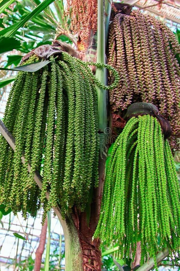 RARE GAINT Fishtail Palm Tree Seeds fish tail Caryota Urens Indoor Garden Plant